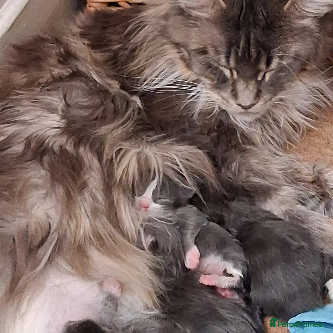 Maine Coon cats for sale: Blue smoke rare XL Maine coons  - Advert 2