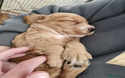 Cocker Spaniel dogs for sale: Cocker spaniel  - Image 7