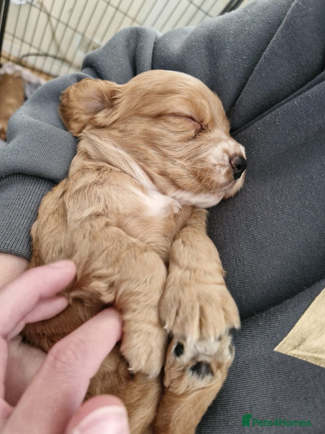 Cocker Spaniel dogs for sale: Cocker spaniel  - Image 7