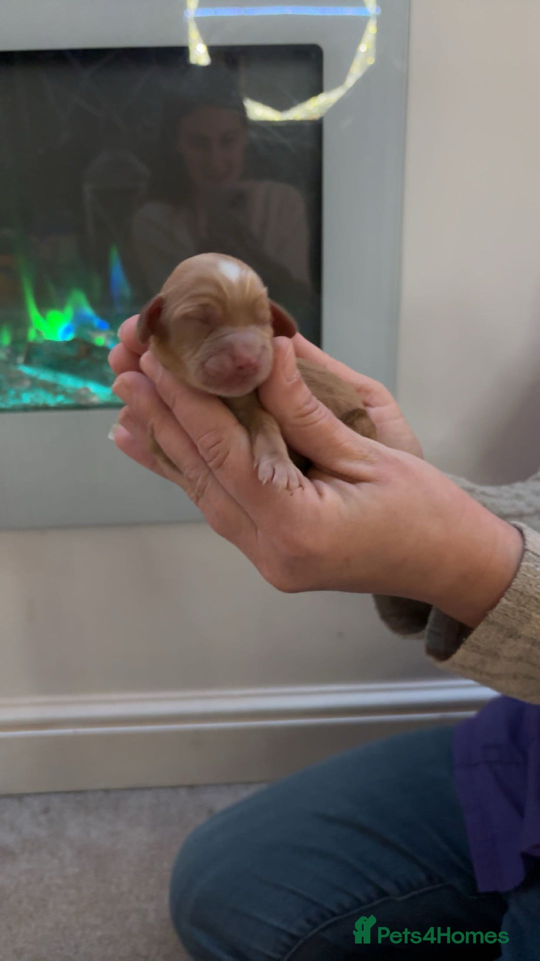 Mixed Breed dogs for sale: Cavapoo puppies  - Advert 16