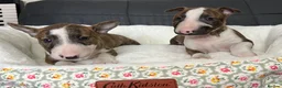 Miniature Bull terrier dogs for sale: Miniature bull terrier puppies  - Advert 14