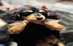 Miniature Dachshund dogs for sale: Longhair miniature Duchshund 🩵1boy 1girl left🩷 - Advert 6