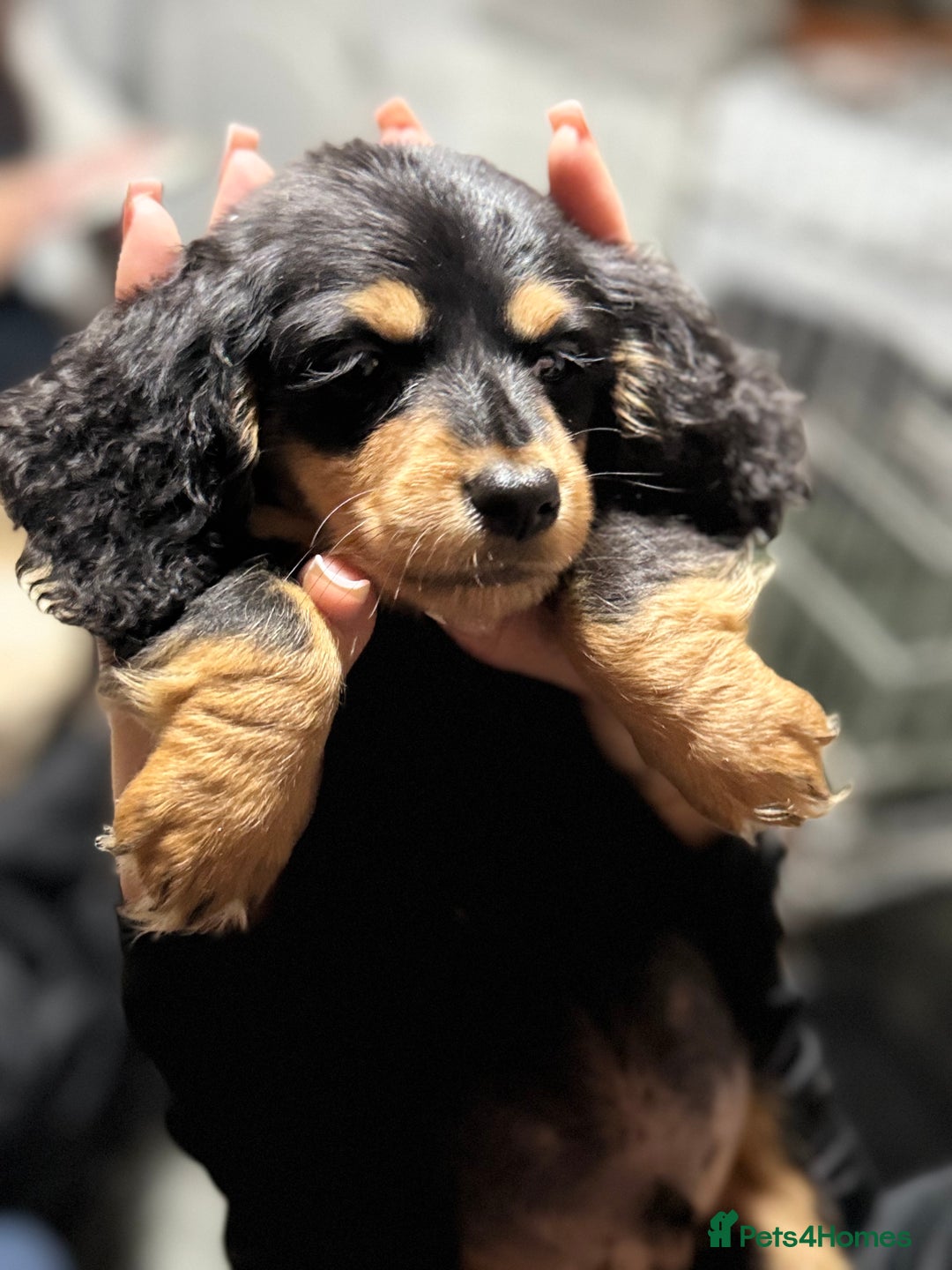 Miniature Dachshund dogs for sale: Longhair miniature Duchshund 🩵1boy 1girl left🩷 - Advert 6