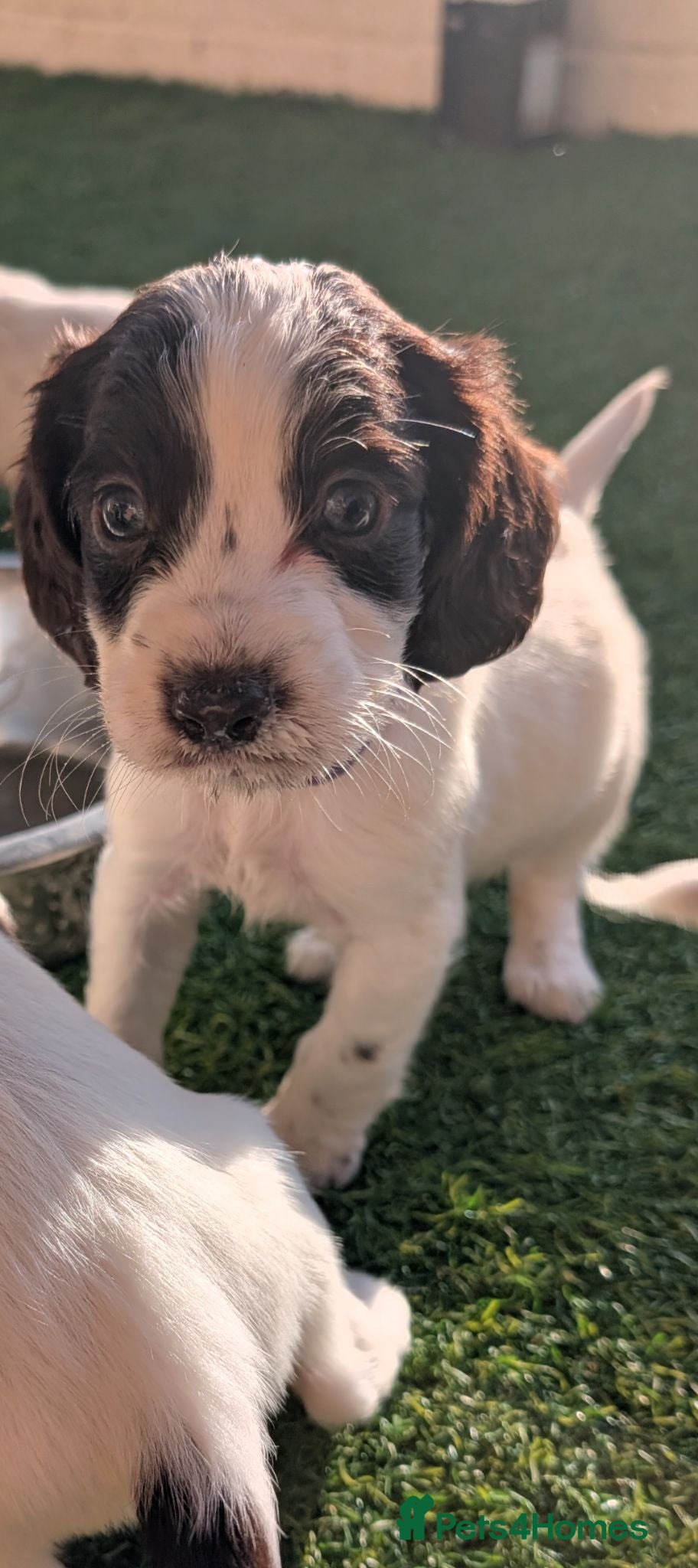 Cocker Spaniel dogs Adorable cocker spaniels for sale  - Advert 1