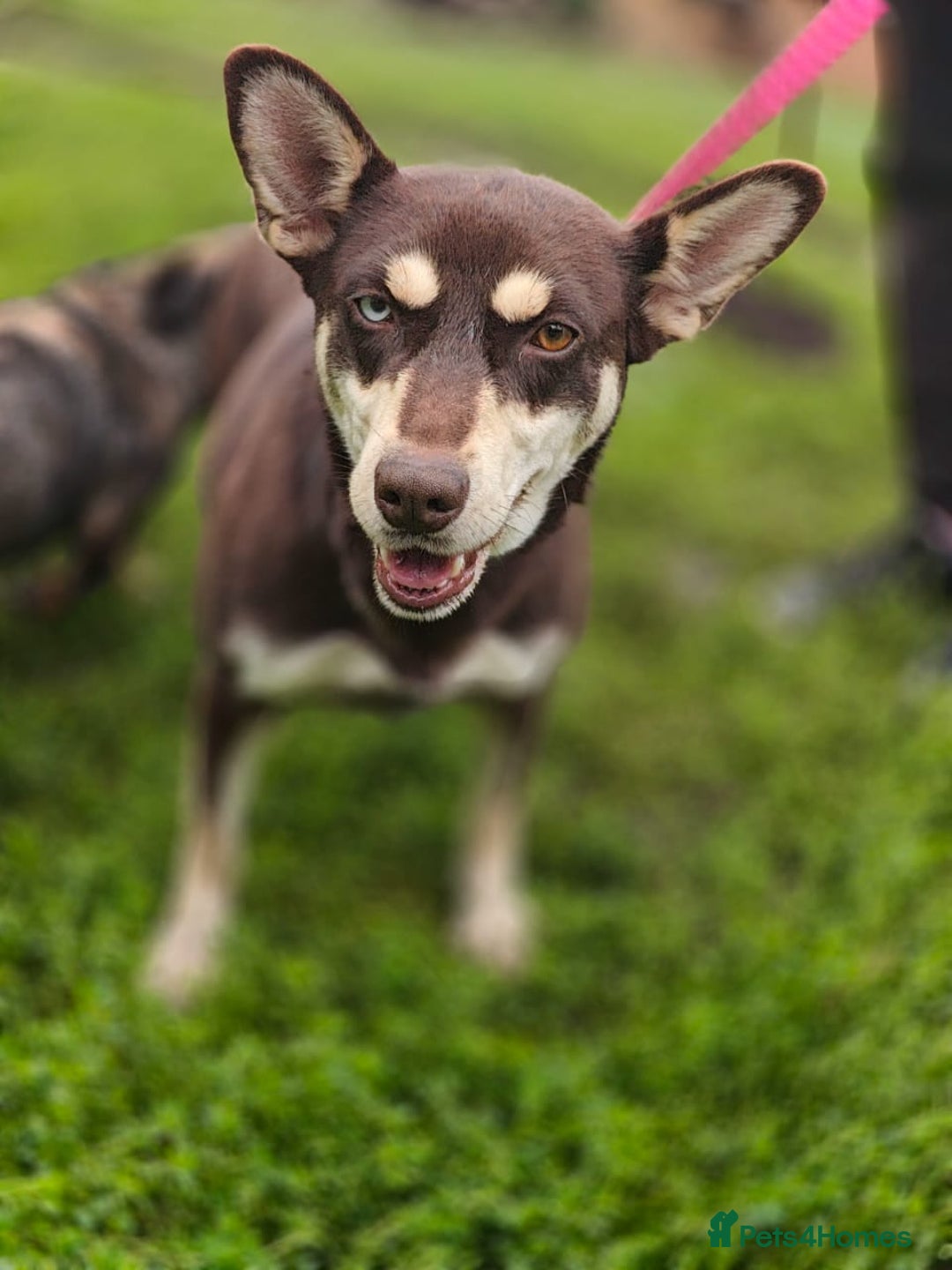 Mixed Breed dogs for adoption: ❤️Azara❤️: 3-year-old small-to-low-medium girl  - Advert 21
