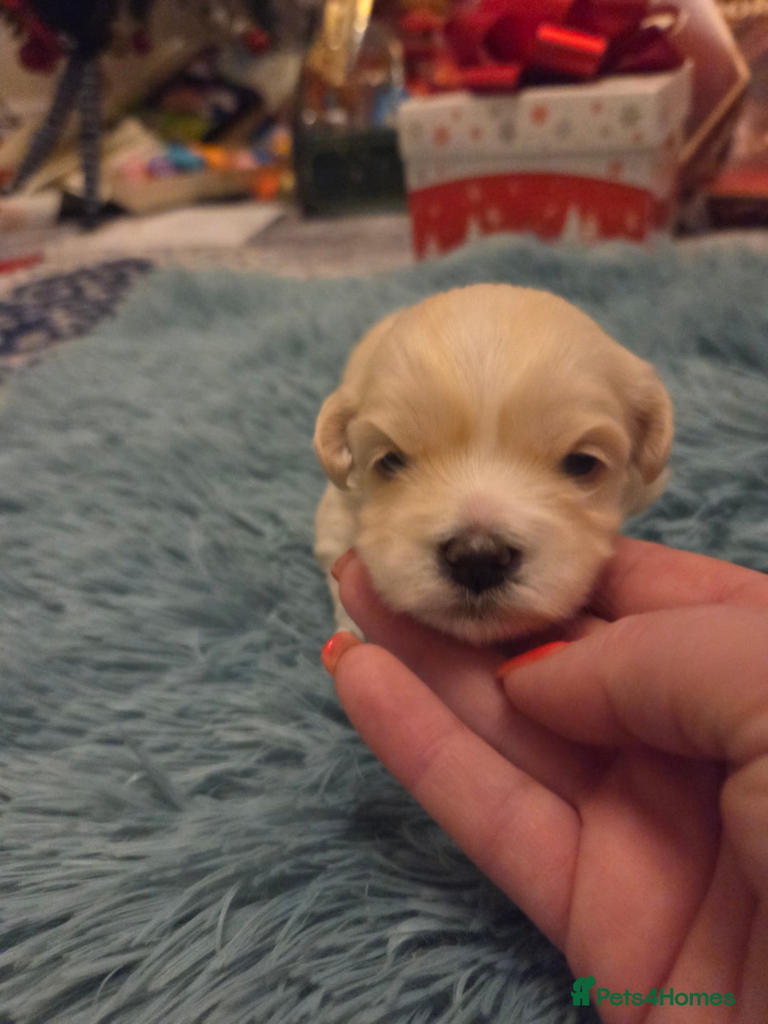 Bichon Frise dogs for sale: Cute little puppies 🩷🩷🩷 - Advert 3