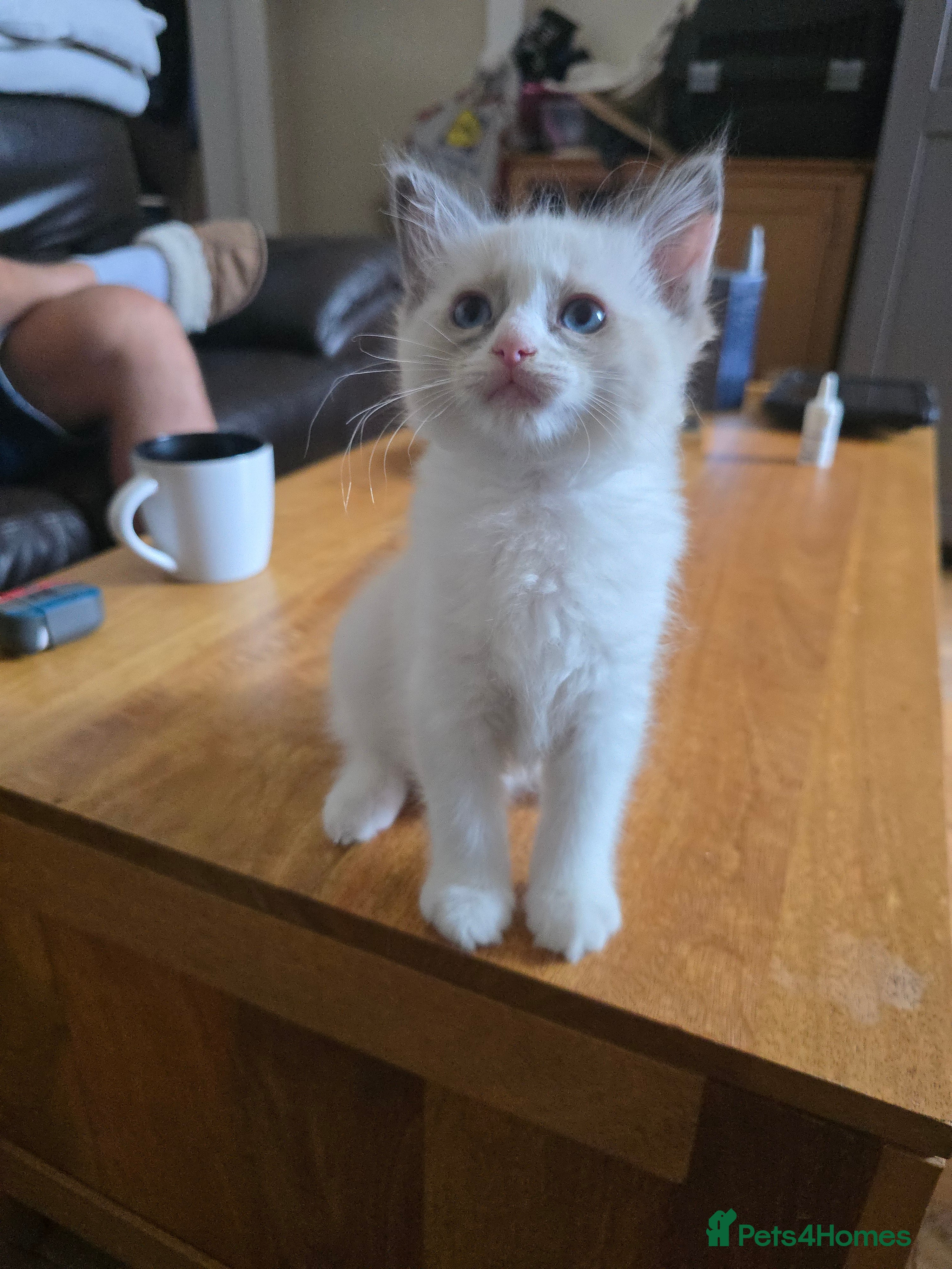 Ragdoll cats 🐾 Beautiful Ragdoll Kittens – 7 Available 🐾 - Advert 2
