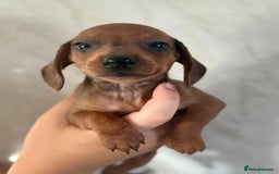 Miniature Dachshund dogs for sale: ⭐️Beautiful litter Of Rainbow Dachshund Puppies⭐️ - Image 28