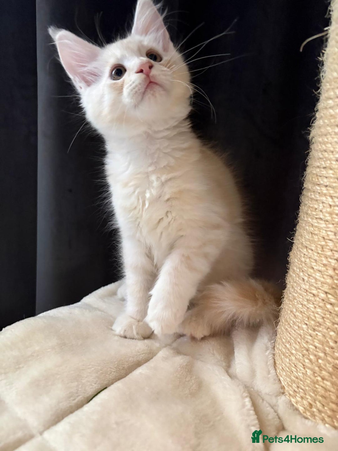 Maine Coon cats for sale: XL Maine Coon Kittens for Sale – TICA Reg - Advert 23