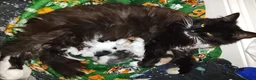 Maine Coon cats for sale: Beautiful Maine Coon babies looking for families - Advert 1