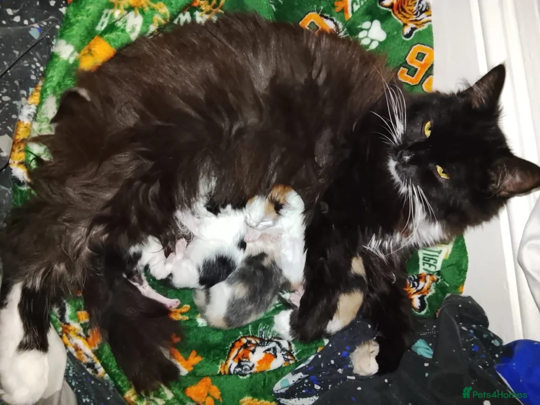 Maine Coon cats for sale: Beautiful Maine Coon babies looking for families - Advert 1
