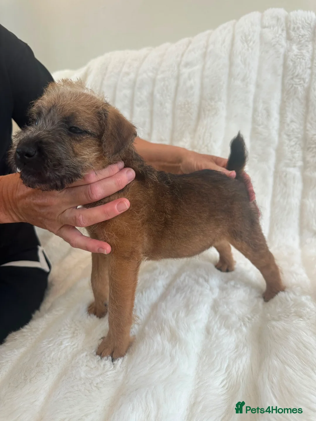 Lakeland Terrier dogs for sale: 2 Perfect Example Lakeland Bitches - Advert 2