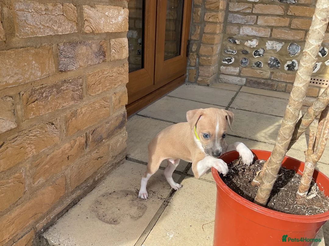 Italian Greyhound dogs for sale: Royal kennel club registered  - Advert 2