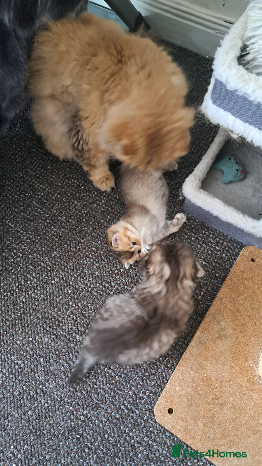 British Shorthair cats for sale: Beautiful microchiped, vaccinated boy - Advert 5