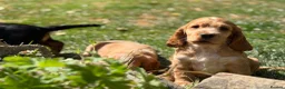 Cocker Spaniel dogs for sale: Stunning cocker pups kc reg ready now - Advert 23