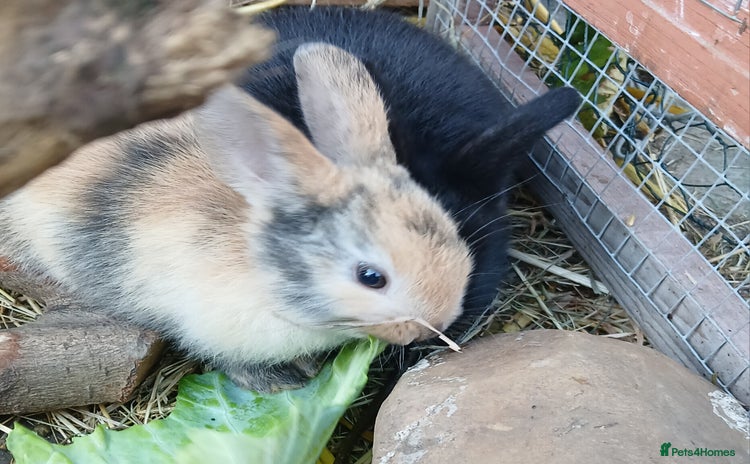 Mixed Breed rabbits - Advert 7