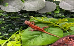 Gecko reptiles for sale: High red gargoyle gecko babies - Image 2