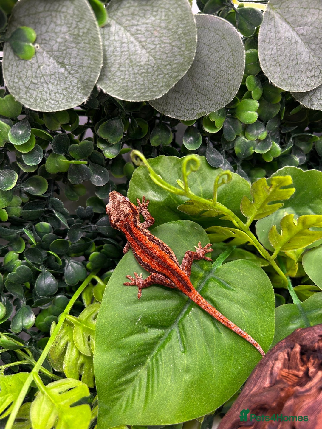 Gecko reptiles for sale: High red gargoyle gecko babies - Image 2