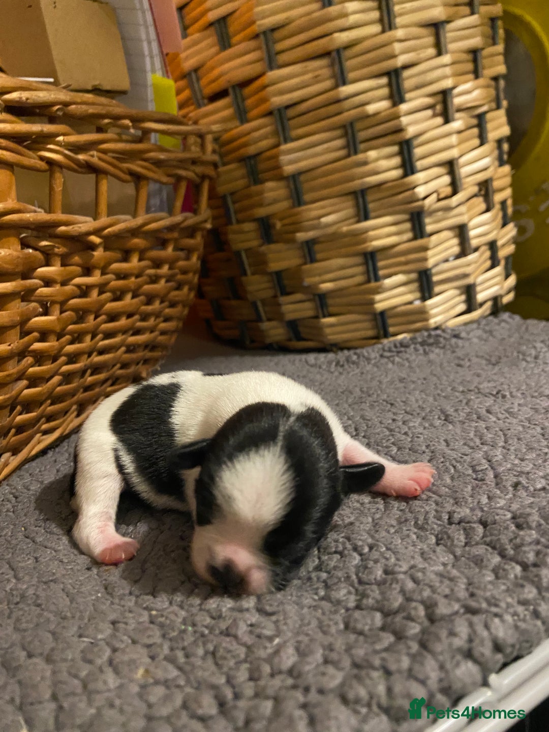 Jug dogs for sale: Beautiful jug puppies looking for forever home - Advert 4