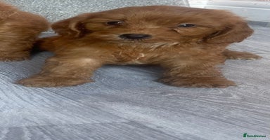 Cavapoo dogs - Advert 5