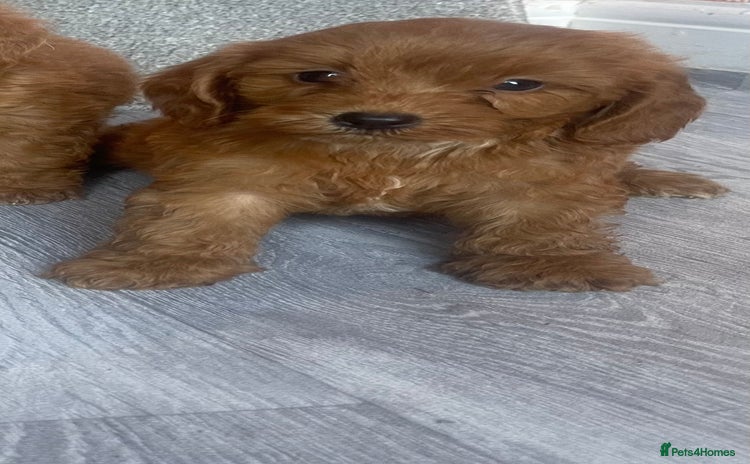 Cavapoo dogs - Advert 9