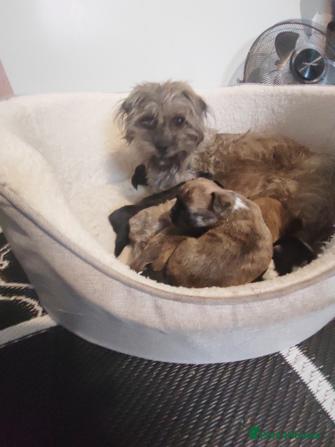Mixed Breed dogs for sale: Beautiful chorkie mix pups  - Image 6