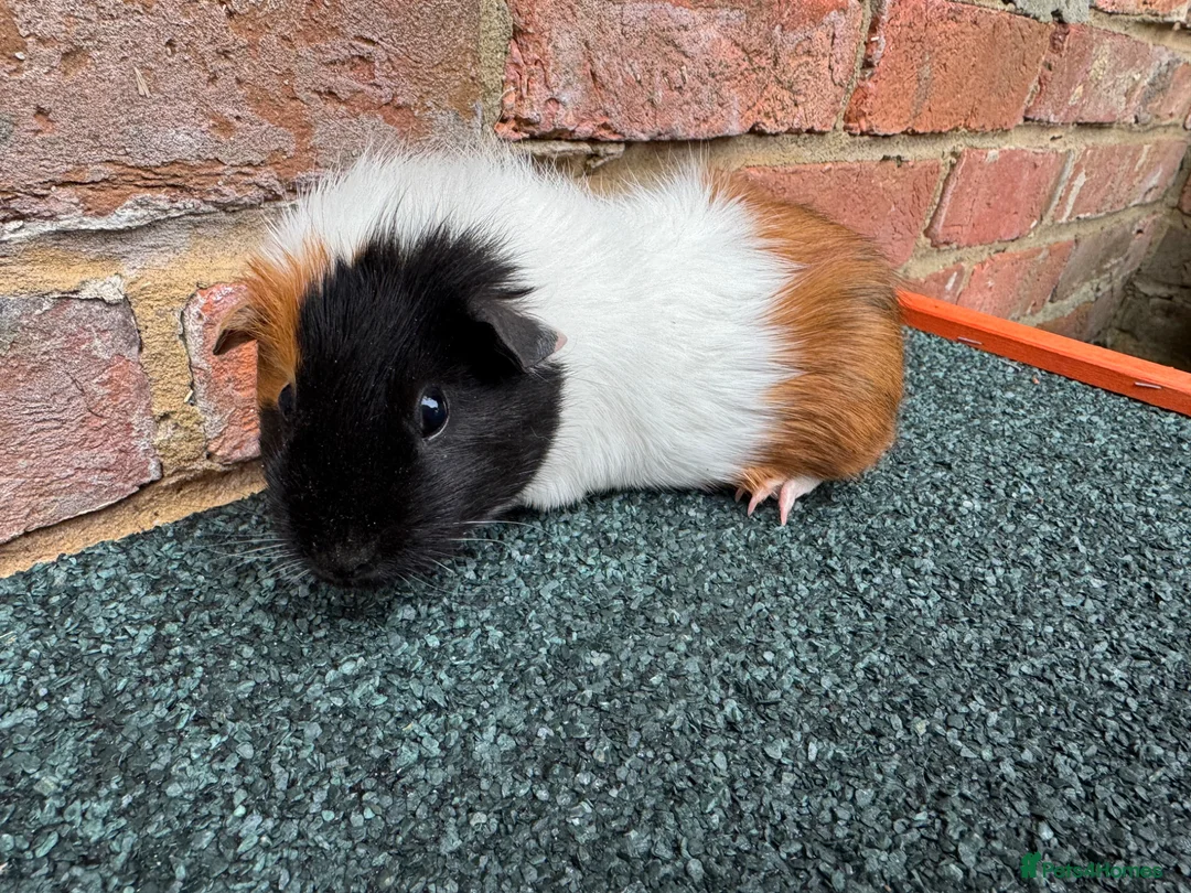 Guinea Pig rodents for sale: 2x Female Guinea Pigs  - Advert 7