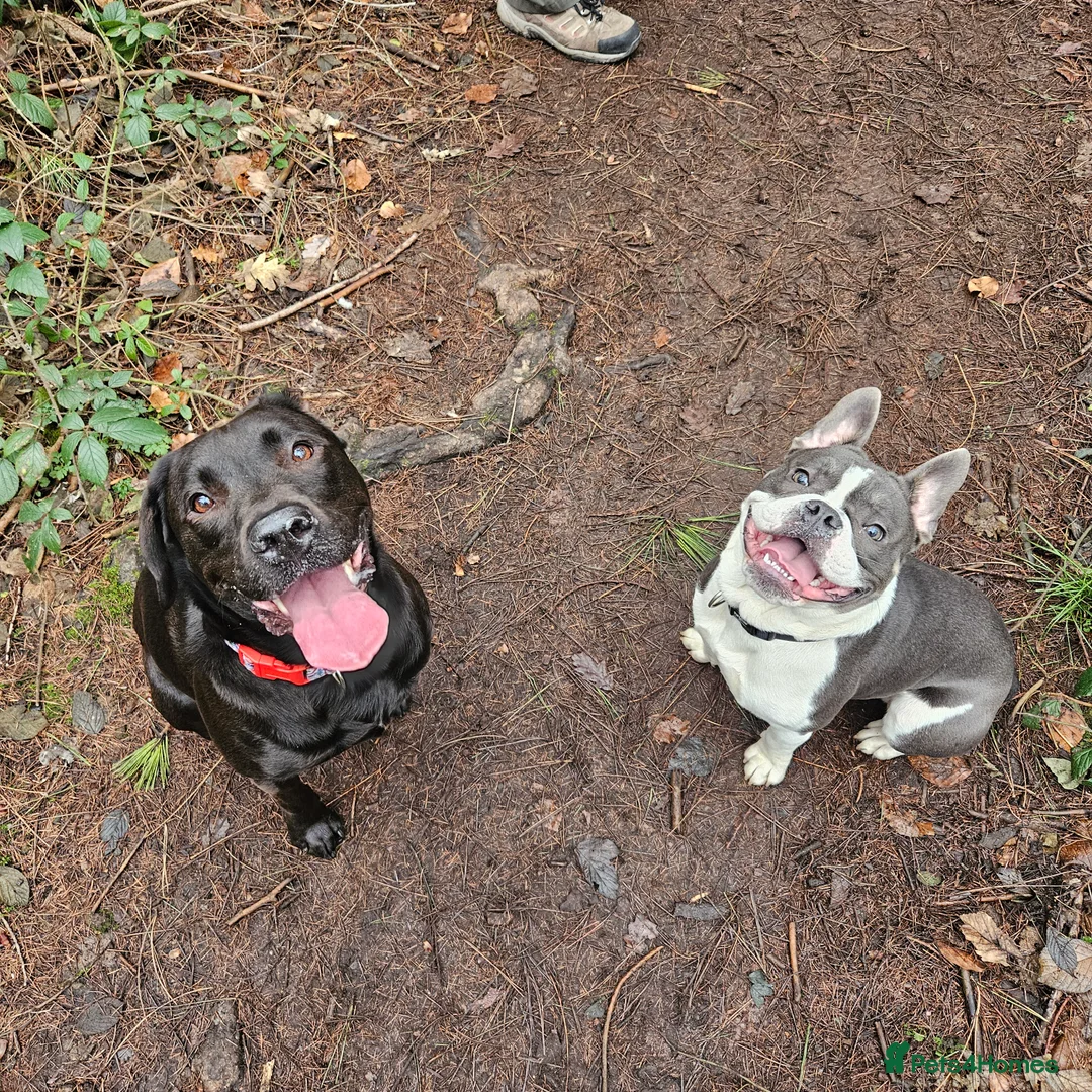 French Bulldog dogs for sale: French bulldog puppy 8 months old - Advert 3