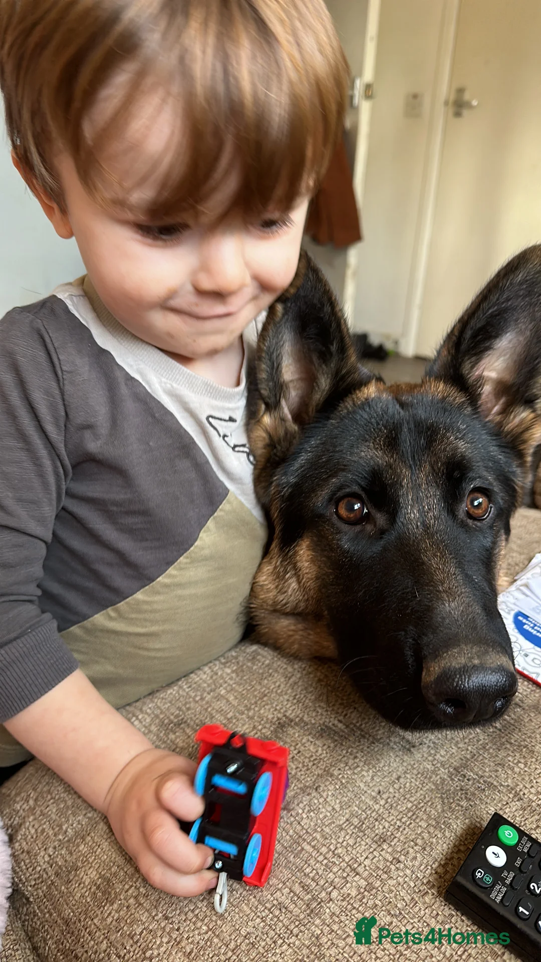 German Shepherd dogs for sale: German shepherd Adult - Advert 23