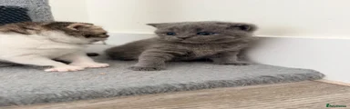 British Shorthair 3
