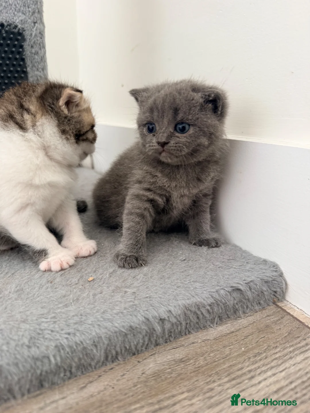 British Shorthair cats for sale: 3 British shorthair kittens - Advert 10