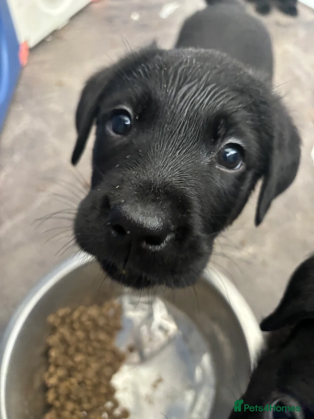 Labrador Retriever dogs for sale: Labrador puppies  - Advert 5