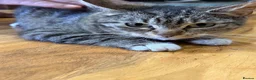 British Longhair cats for sale: Beautiful litter of kittens  - Advert 1