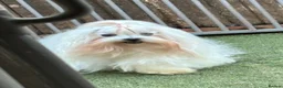 Maltipoo dogs for sale: 🐾🐾MALTIPOO WAITING LIST OPEN🐾🐾 - Advert 7