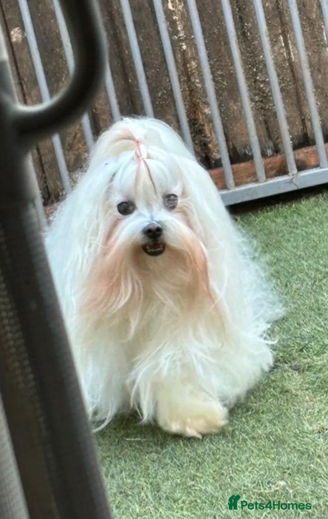 Maltipoo dogs for sale: 🐾🐾MALTIPOO WAITING LIST OPEN🐾🐾 - Advert 7