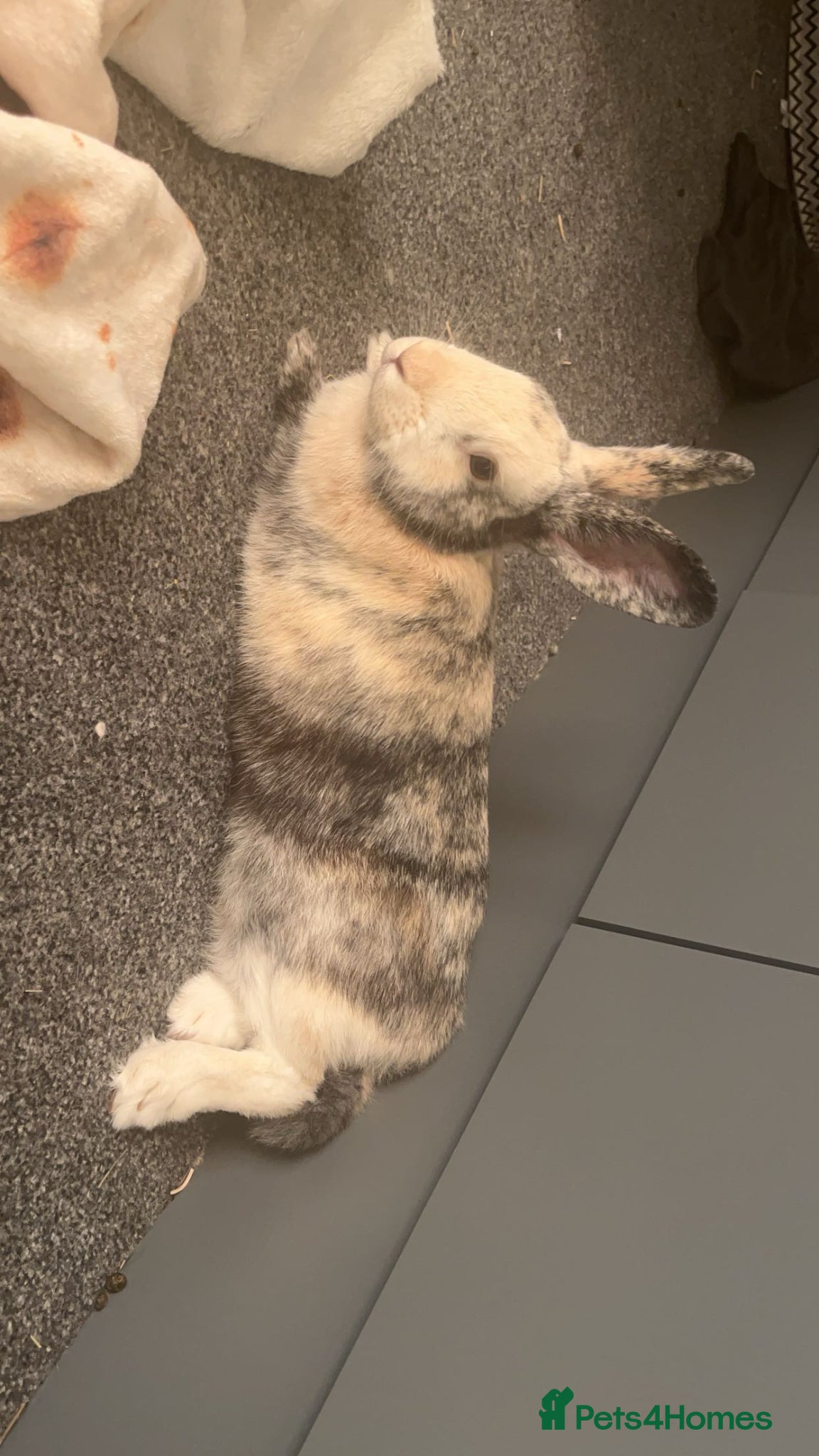 Mixed Breed rabbits Gorgeous Male - Advert 17