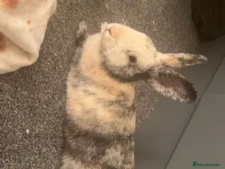 Mixed Breed rabbits Gorgeous Male - Advert 17