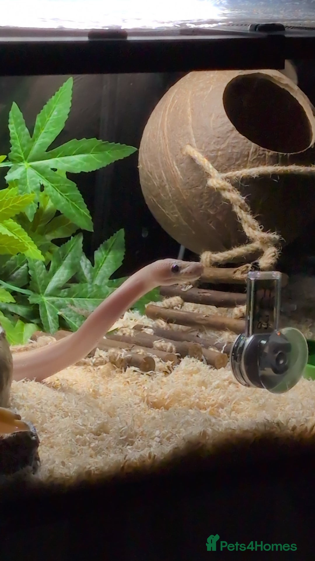 Snake reptiles for sale: Young ball python - Image 3