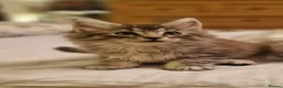 Maine Coon cats for sale: Gorgeous Half Maine Coon Litter  - Advert 3