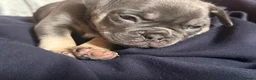 Frug dogs for sale: French bulldog x frug - Advert 16