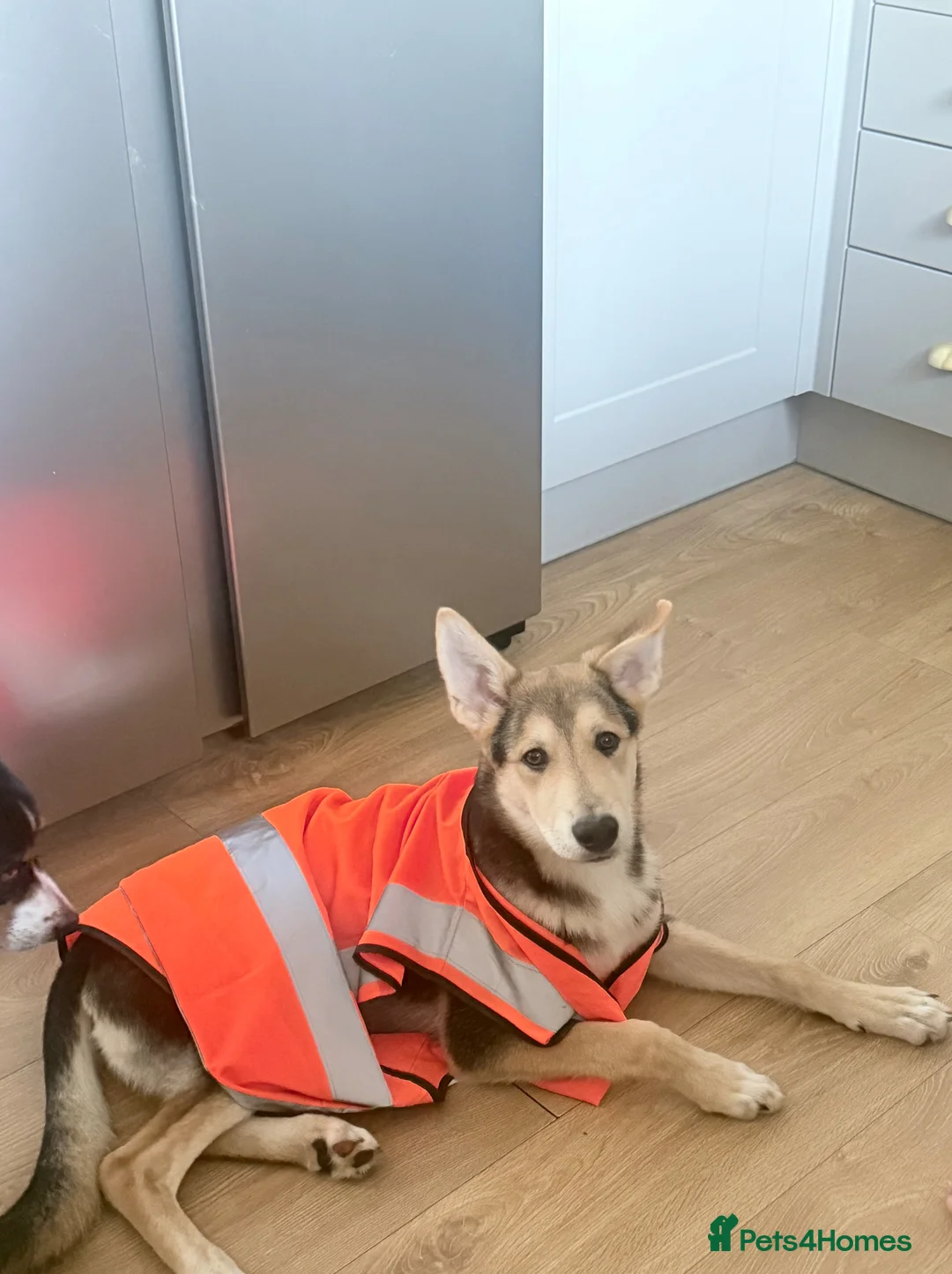 Golden Shepherd dogs for sale: Atlas- Golden Retriever x German Shepherd - Advert 2