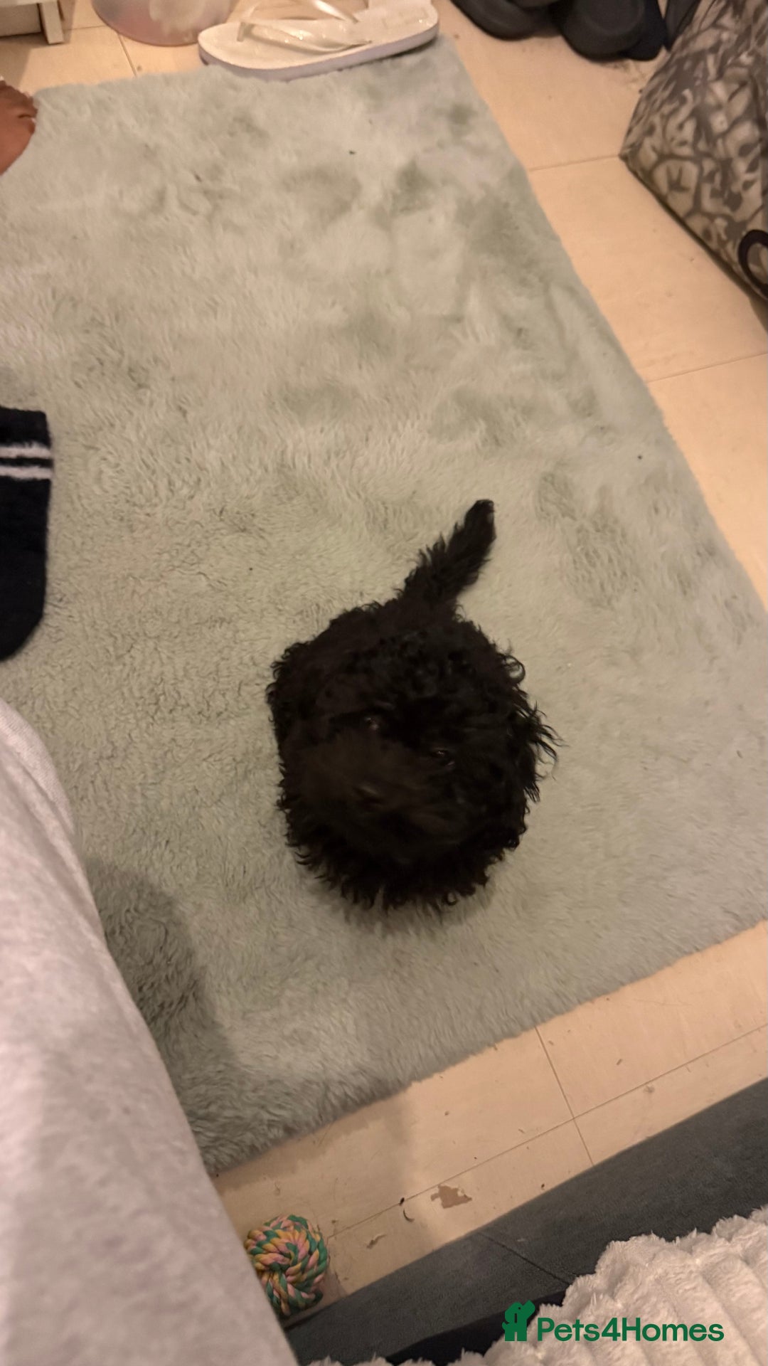 Cockapoo dogs for sale: Adorable Female Cockapoo Puppy for Sale - Advert 10