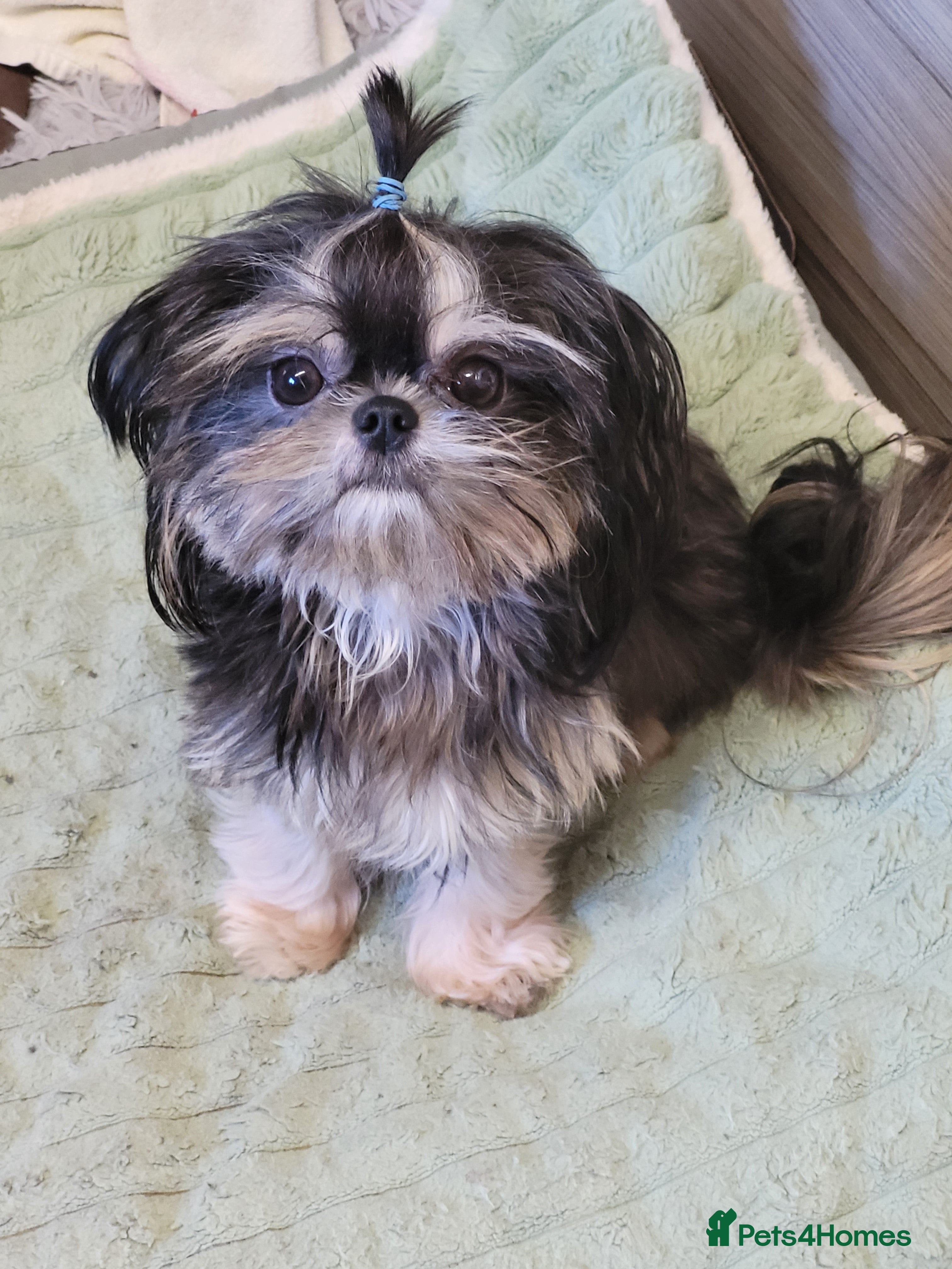 Shih Tzu dogs Handsome 2.2kgs boy Proven STUD Imperial ShihTzu - Advert 10