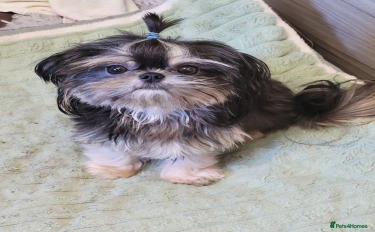 Shih Tzu dogs - Advert 1