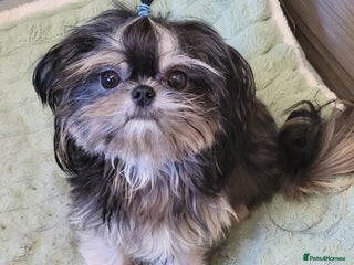 Shih Tzu dogs - Advert 1
