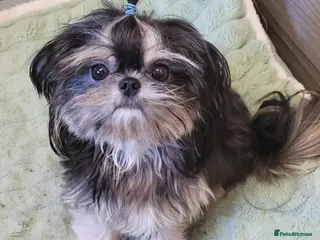 Shih Tzu dogs Handsome 2.2kgs boy Proven STUD Imperial ShihTzu - Advert 11