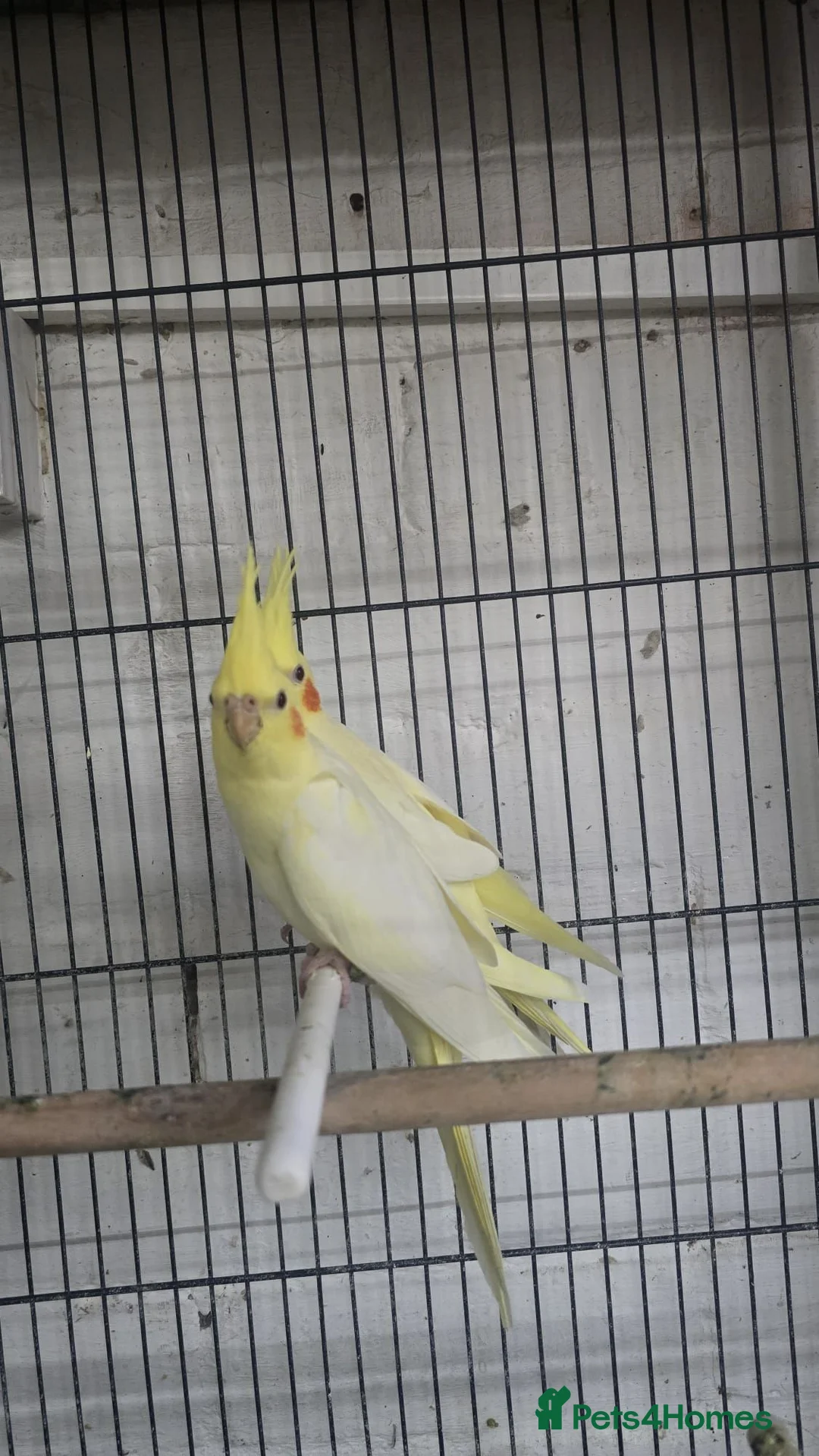 Cockatiels birds for sale: Cockatiel - Advert 2