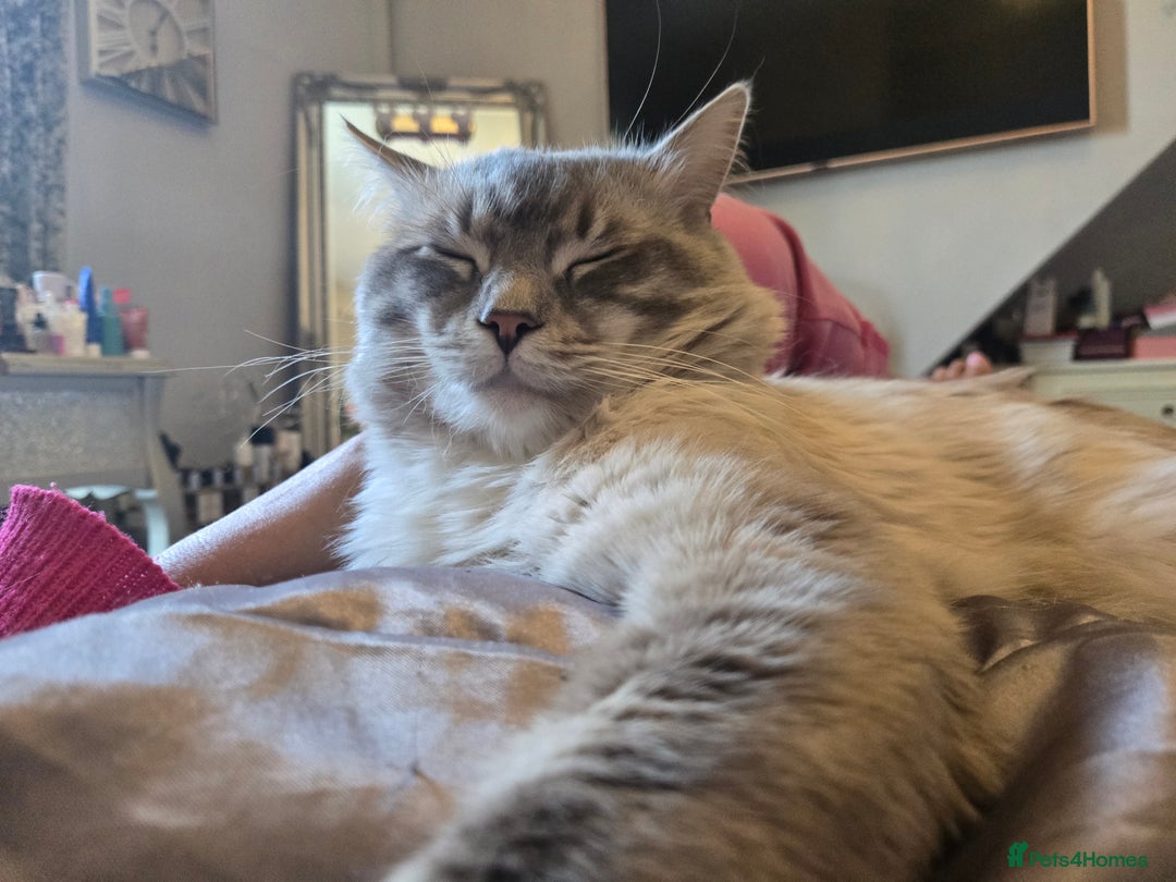 Ragdoll cats for sale: Beautiful purebred mitted ragdoll kittens - Image 18