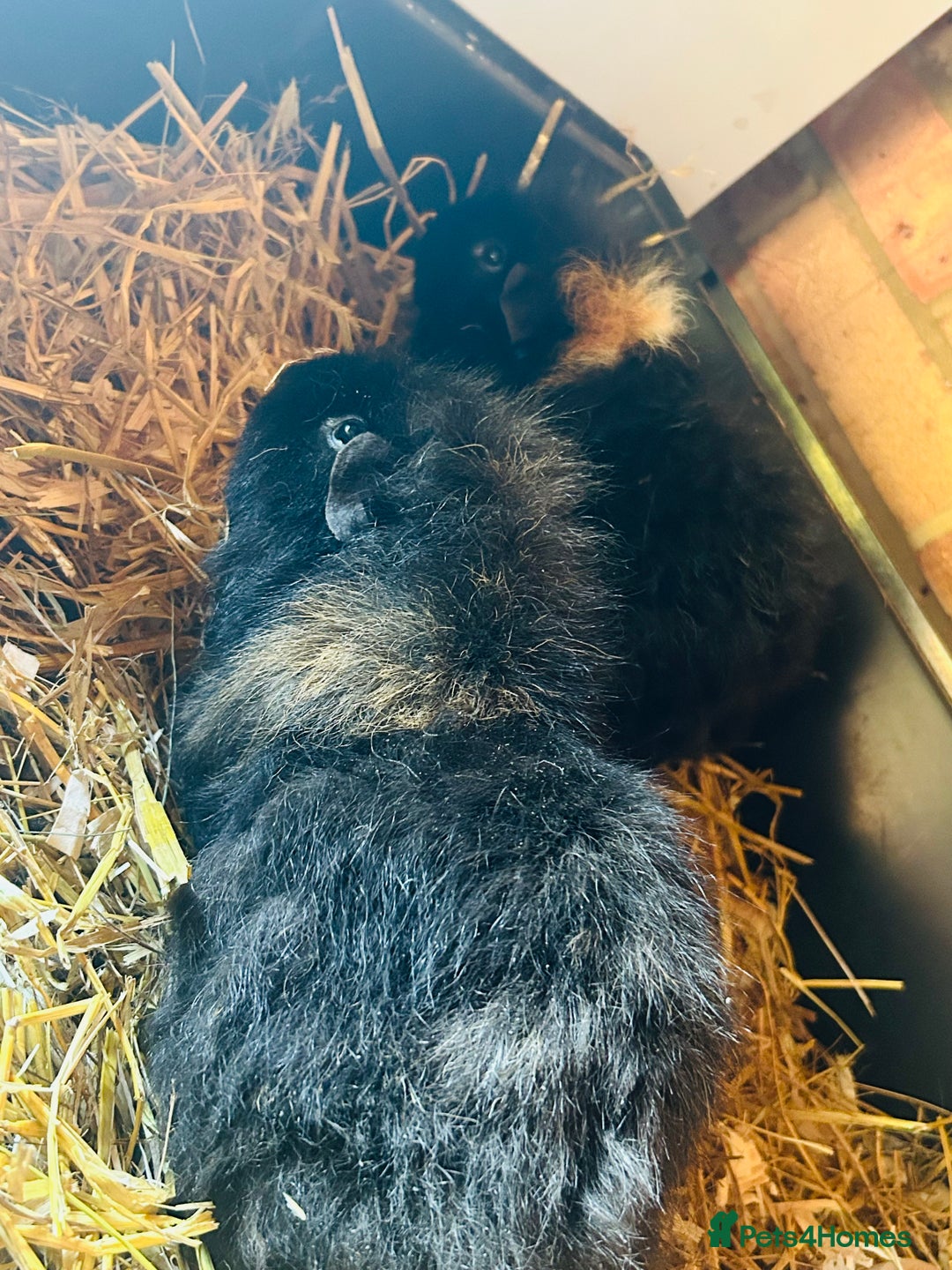 Guinea Pig rodents for sale: Beautiful 3 year old bonded boy guinea pigs  - Advert 1