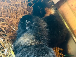 Guinea Pig rodents Beautiful 3 year old bonded boy guinea pigs - Advert 1